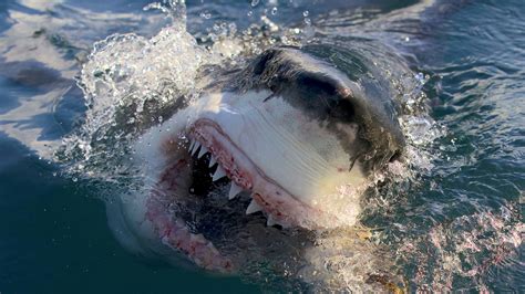 how to watch shark week 2023 without cable|shark now on line.